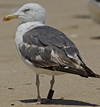 3cy graellsii LBBG in June, ringed in the Netherlands. (135385 bytes)