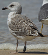 3cy graellsii LBBG in June, ringed in the Netherlands. (135385 bytes)