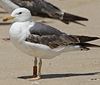3cy graellsii LBBG in June, ringed in the Netherlands. (135385 bytes)
