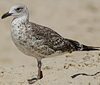 3cy graellsii LBBG in June, ringed in the Netherlands. (135385 bytes)