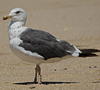 3cy graellsii LBBG in June, ringed in the Netherlands. (135385 bytes)