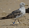 3cy graellsii LBBG in June, ringed in the Netherlands. (135385 bytes)