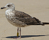 3cy graellsii LBBG in June, ringed in the Netherlands. (135385 bytes)