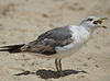 3cy graellsii LBBG in June, ringed in the Netherlands. (135385 bytes)