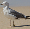 3cy graellsii LBBG in June, ringed in the Netherlands. (135385 bytes)
