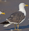 ad LBBG in October, ringed in the Netherlands. (60900 bytes)