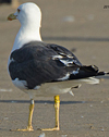 ad LBBG in October, ringed in the Netherlands. (60900 bytes)