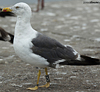 ad LBBG in October, ringed in the Netherlands. (60900 bytes)