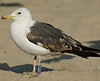 3cy graellsii LBBG in June, ringed in the Netherlands. (135385 bytes)
