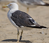 ad LBBG in October, ringed in the Netherlands. (60900 bytes)