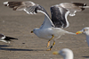 ad LBBG in October, ringed in the Netherlands. (60900 bytes)