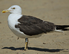 ad LBBG in October, ringed in the Netherlands. (60900 bytes)