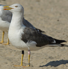 ad LBBG in October, ringed in the Netherlands. (60900 bytes)