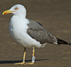 ad LBBG in October, ringed in the Netherlands. (60900 bytes)