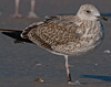 1cy argenteus in November, ringed in Belgium. (25637 bytes)