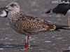 1cy argenteus in November, ringed in Belgium. (25637 bytes)
