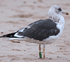 1cy argenteus in November, ringed in Belgium. (25637 bytes)