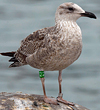 1cy argenteus in November, ringed in Belgium. (25637 bytes)