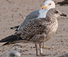 1cy argenteus in November, ringed in Belgium. (25637 bytes)