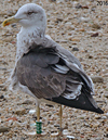 1cy argenteus in November, ringed in Belgium. (25637 bytes)