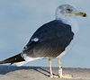 1cy argenteus in November, ringed in Belgium. (25637 bytes)