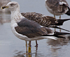 1cy argenteus in November, ringed in Belgium. (25637 bytes)