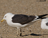 1cy argenteus in November, ringed in Belgium. (25637 bytes)
