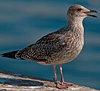 ad LBBG in October, ringed in the Netherlands. (60900 bytes)