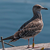 ad LBBG in October, ringed in the Netherlands. (60900 bytes)