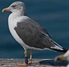 ad LBBG in October, ringed in the Netherlands. (60900 bytes)