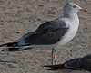 ad LBBG in October, ringed in the Netherlands. (60900 bytes)