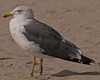 ad LBBG in October, ringed in the Netherlands. (60900 bytes)