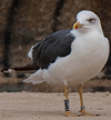 ad LBBG in October, ringed in the Netherlands. (60900 bytes)