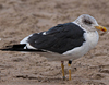 ad LBBG in October, ringed in the Netherlands. (60900 bytes)