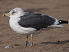 ad LBBG in October, ringed in the Netherlands. (60900 bytes)