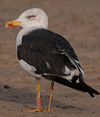 ad LBBG in October, ringed in the Netherlands. (60900 bytes)