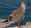 ad LBBG in October, ringed in the Netherlands. (60900 bytes)