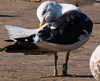 ad LBBG in October, ringed in the Netherlands. (60900 bytes)