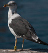 ad LBBG in October, ringed in the Netherlands. (60900 bytes)