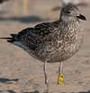 ad LBBG in October, ringed in the Netherlands. (60900 bytes)
