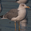 ad LBBG in October, ringed in the Netherlands. (60900 bytes)