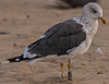 ad LBBG in October, ringed in the Netherlands. (60900 bytes)