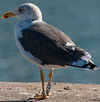ad LBBG in October, ringed in the Netherlands. (60900 bytes)