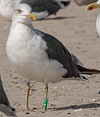 ad LBBG in October, ringed in the Netherlands. (60900 bytes)
