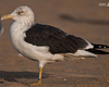 ad LBBG in October, ringed in the Netherlands. (60900 bytes)
