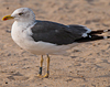 ad LBBG in October, ringed in the Netherlands. (60900 bytes)