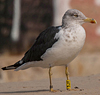 ad LBBG in October, ringed in the Netherlands. (60900 bytes)