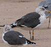 ad LBBG in October, ringed in the Netherlands. (60900 bytes)