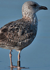 ad LBBG in Januari-April, ringed in the U.K. (72074 bytes)