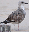 ad LBBG in Januari-April, ringed in the U.K. (72074 bytes)
